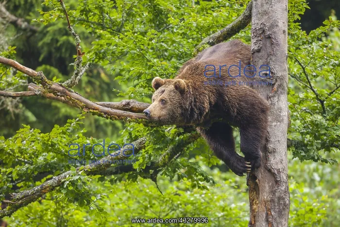  : European Brown bear (Ursus arctos) hangs in a tree