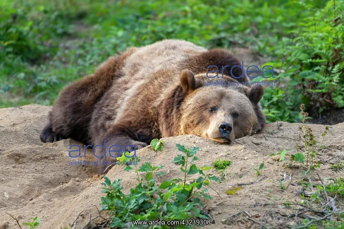  : European Brown bear (Ursus arctos) lies on the ground