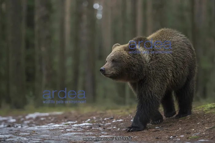 : European brown bear (Ursus arctos) roaming through a forest : European brown bear (Ursus arctos) roaming through a forest