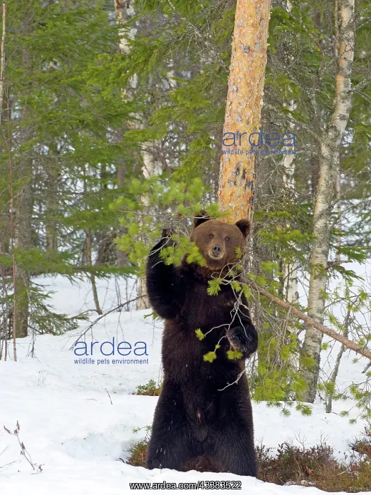 : European brown bear (Ursus arctos) rubbing against : European brown bear (Ursus arctos) rubbing against
