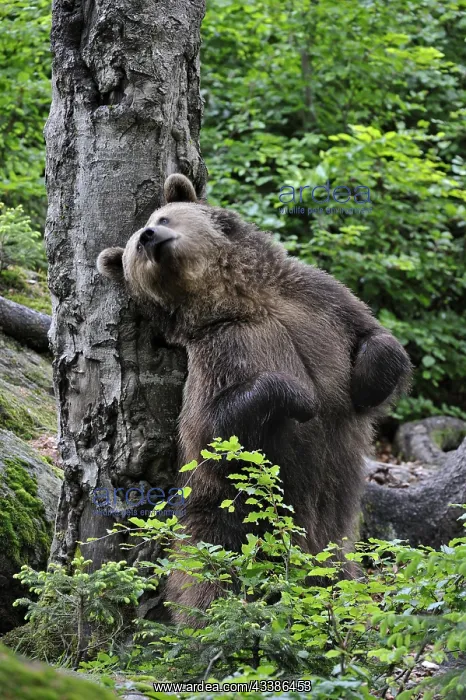 : European Brown bear (Ursus arctos) rubbing its b : European Brown bear (Ursus arctos) rubbing its b