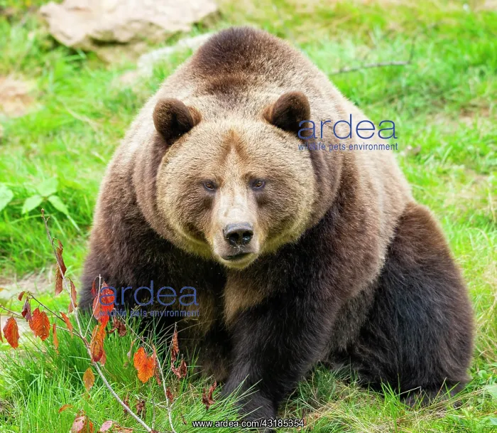 : European Brown bear (Ursus arctos) sitting on the : European Brown bear (Ursus arctos) sitting on the