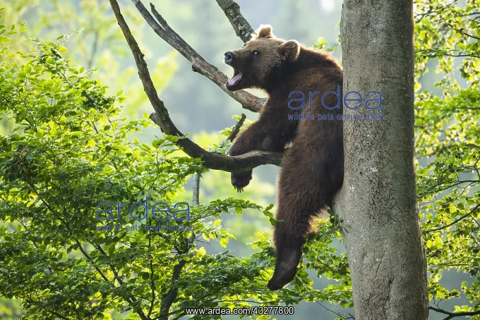 : European Brown bear (Ursus arctos) sitting in a : European Brown bear (Ursus arctos) sitting in a