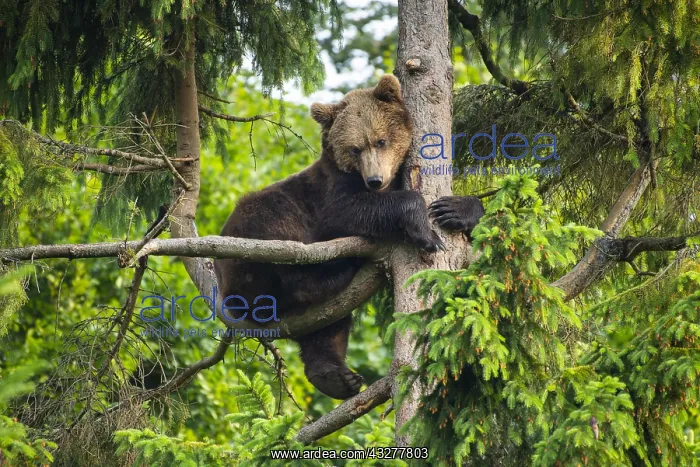  : European Brown bear (Ursus arctos) sitting in a