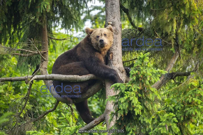 : European Brown bear (Ursus arctos) sitting in a : European Brown bear (Ursus arctos) sitting in a