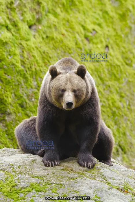 : European Brown bear (Ursus arctos), sitting on rocks : European Brown bear (Ursus arctos), sitting on rocks