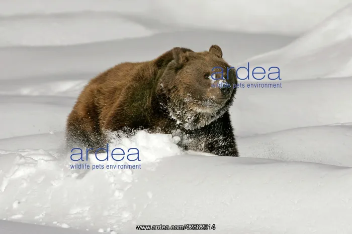 : European Brown Bear - wading throug deep snow : European Brown Bear - wading throug deep snow