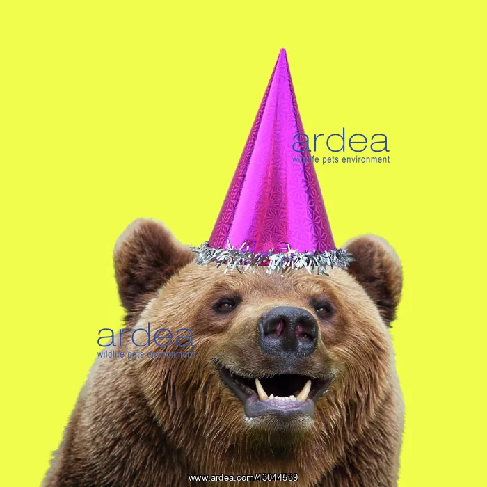 : European Brown Bear, wearing birthday party hat, smiling : European Brown Bear, wearing birthday party hat, smiling