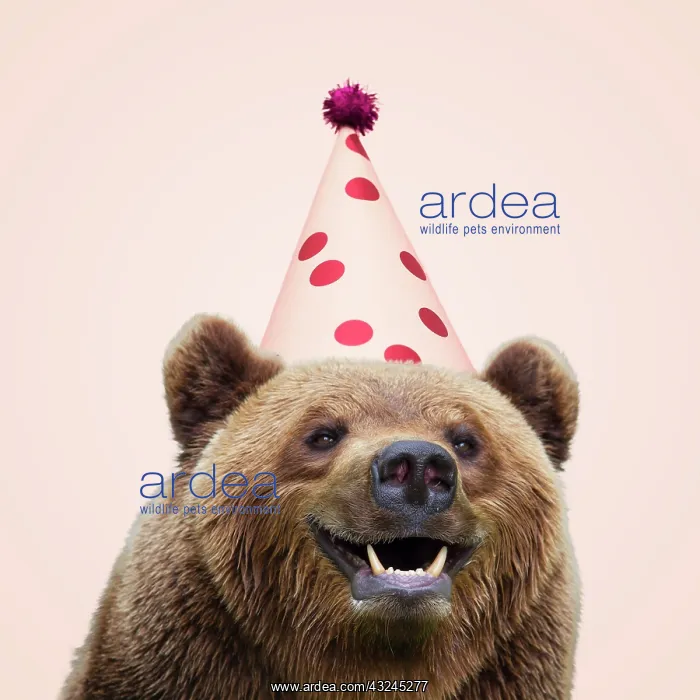 : European Brown Bear, wearing birthday party hat, smiling : European Brown Bear, wearing birthday party hat, smiling