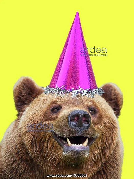 : European Brown Bear, wearing birthday pink party : European Brown Bear, wearing birthday pink party