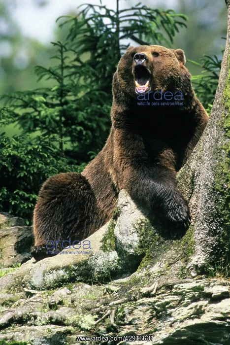 : European Brown Bear - yawning : European Brown Bear - yawning