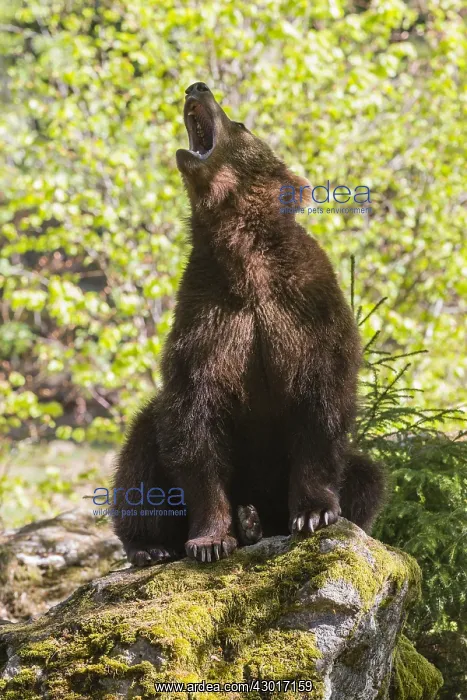 : European Brown Bear - two year old cub sitting on : European Brown Bear - two year old cub sitting on