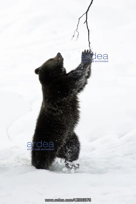 : European Brown Bear - young animal playing with : European Brown Bear - young animal playing with