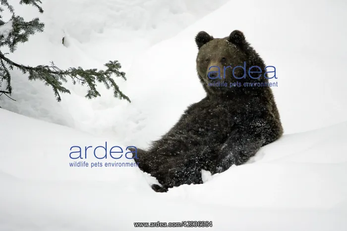 : European Brown Bear - young animal sitting in snow : European Brown Bear - young animal sitting in snow