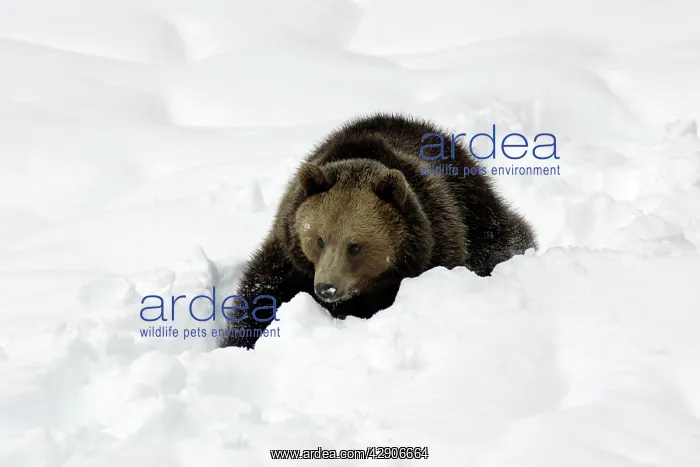 : European Brown Bear - young animal in snow : European Brown Bear - young animal in snow
