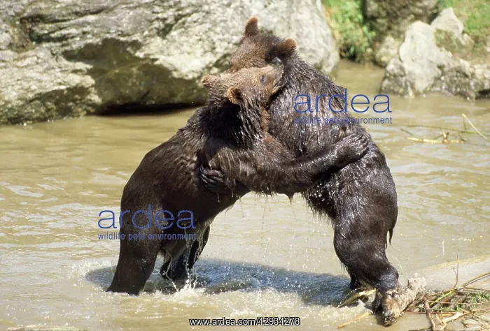  : European Brown BEAR - young play-fighting