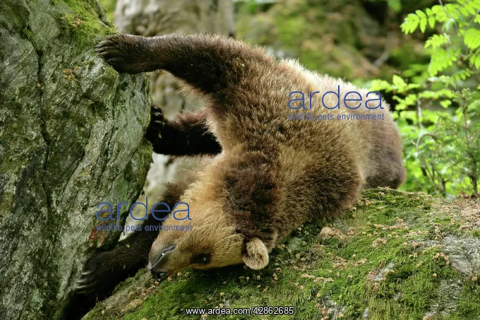 : European Brown Bear - young one rolling around : European Brown Bear - young one rolling around