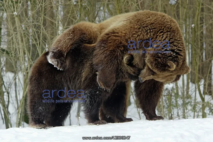 : European Brown Bears - Male (on right) and female : European Brown Bears - Male (on right) and female