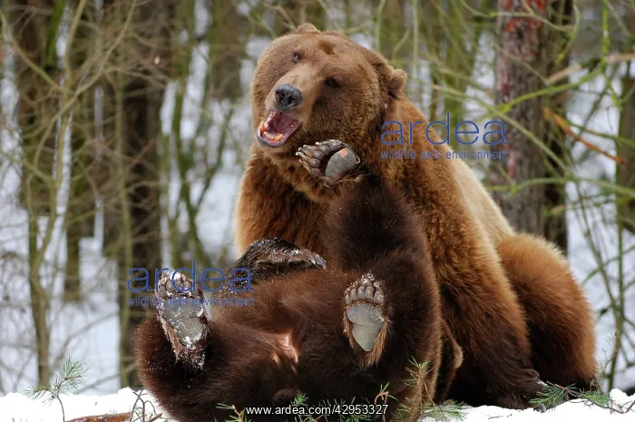: European Brown Bears - playing in snow - showing : European Brown Bears - playing in snow - showing