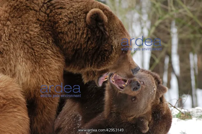 : European Brown Bears - Two together in snow being aggressive : European Brown Bears - Two together in snow being aggressive