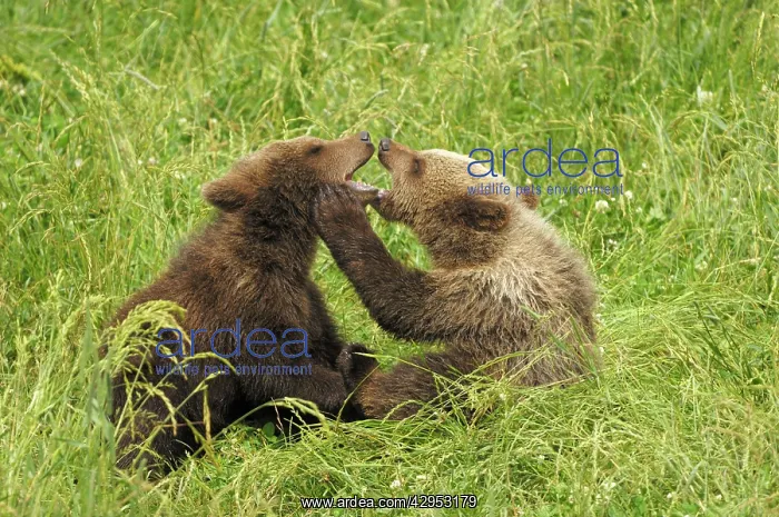 : European Brown Bears - spring cubs playing : European Brown Bears - spring cubs playing