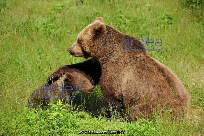 : European brown bears (Ursus arctos), cub with mother : European brown bears (Ursus arctos), cub with mother