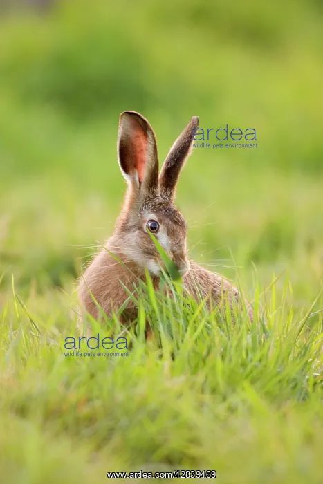 : European Brown HARE : European Brown HARE