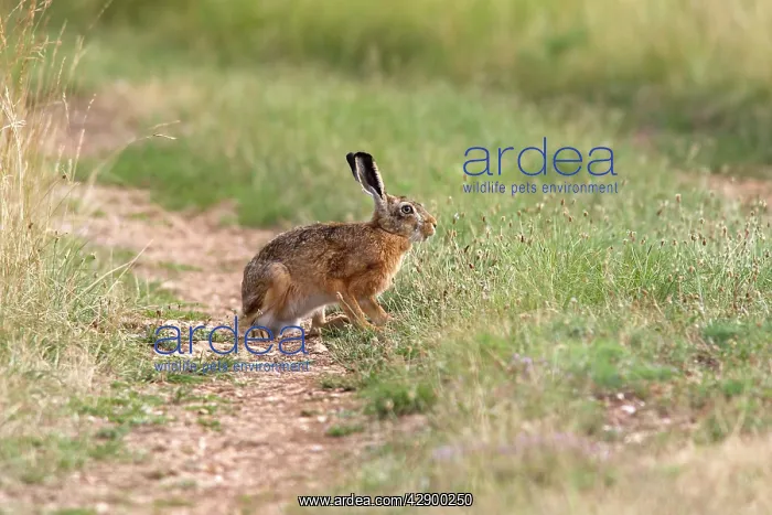: European Brown Hare : European Brown Hare