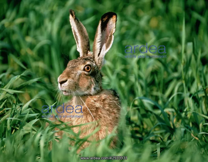  : European Brown HARE