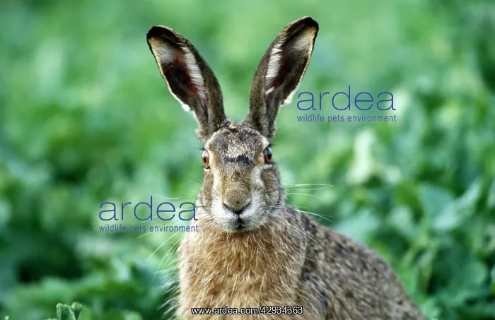 : European Brown HARE : European Brown HARE