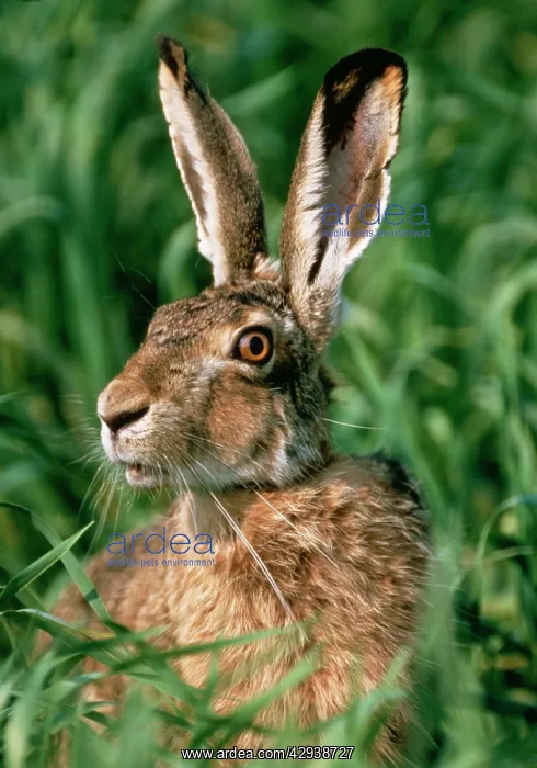 : European Brown HARE : European Brown HARE