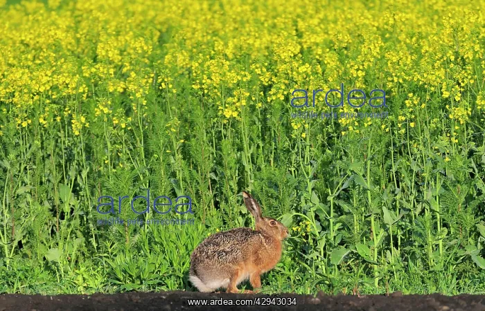 : European Brown HARE : European Brown HARE