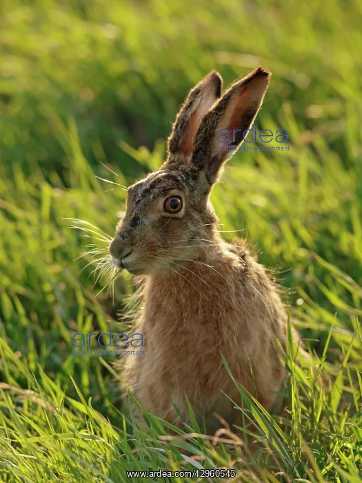 : European / Brown Hare : European / Brown Hare