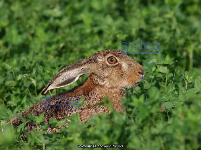 : European / Brown Hare : European / Brown Hare
