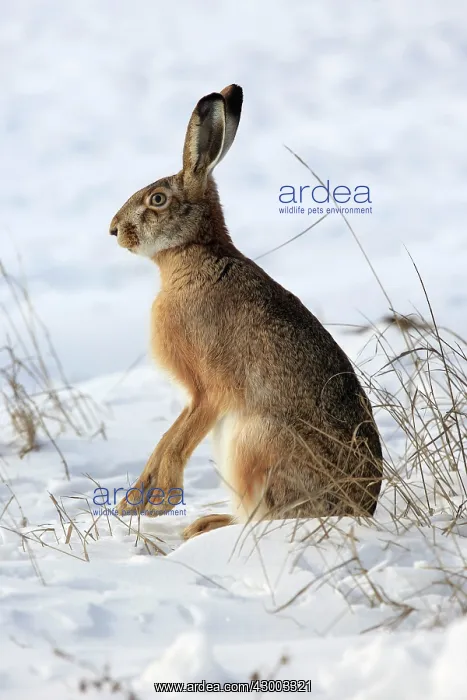 : European / Brown Hare : European / Brown Hare