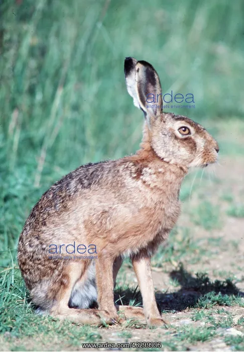 : European Brown HARE : European Brown HARE