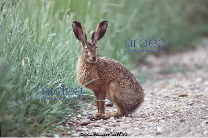 : European Brown HARE : European Brown HARE