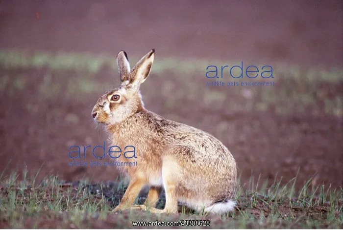 : European Brown HARE : European Brown HARE