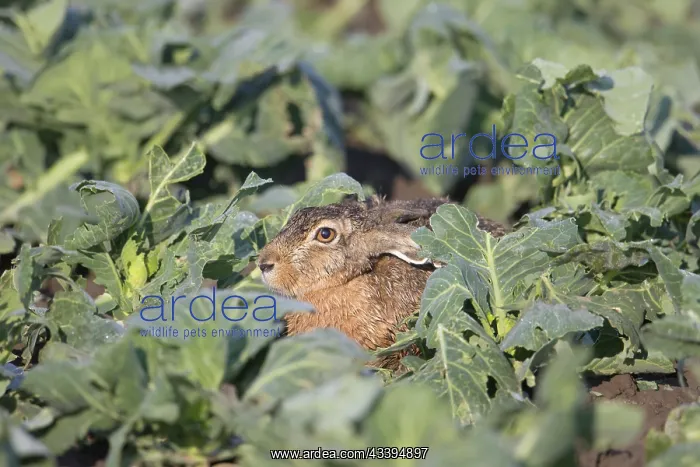 : European Brown Hare : European Brown Hare
