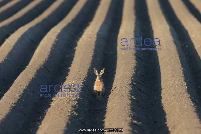 : European Brown Hare : European Brown Hare