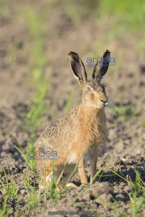 : European Brown Hare : European Brown Hare