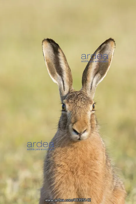 : European Brown Hare : European Brown Hare