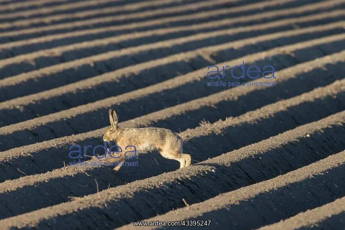 : European Brown Hare : European Brown Hare