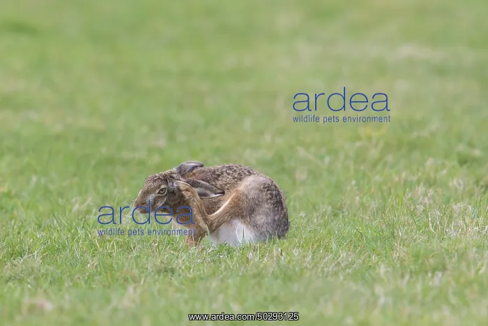 : European Brown Hare : European Brown Hare
