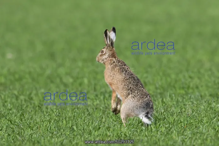 : European Brown Hare : European Brown Hare