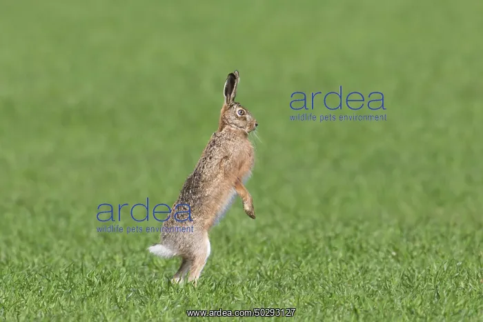 : European Brown Hare : European Brown Hare