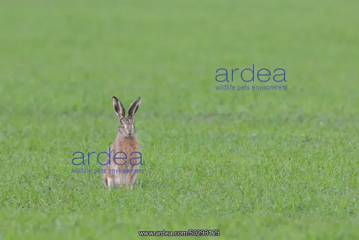 : European Brown Hare : European Brown Hare