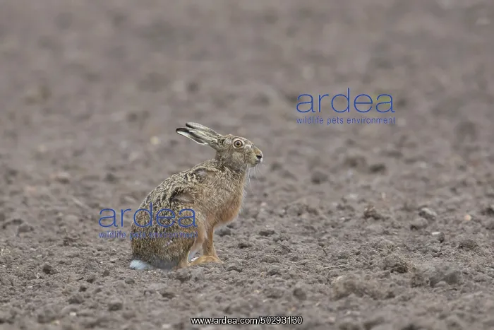 : European Brown Hare : European Brown Hare
