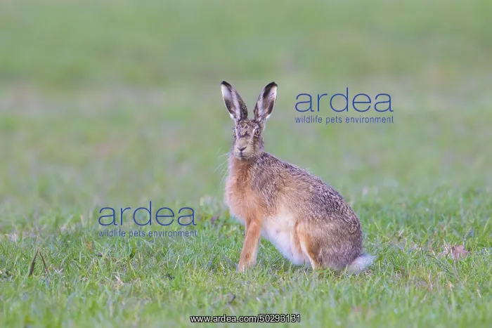 : European Brown Hare : European Brown Hare
