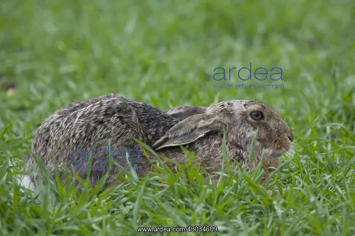  : European Brown Hare - adult hare - Germany
